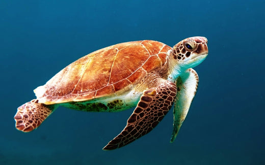 K2 Lighting’s Turtle-Friendly Wavelengths