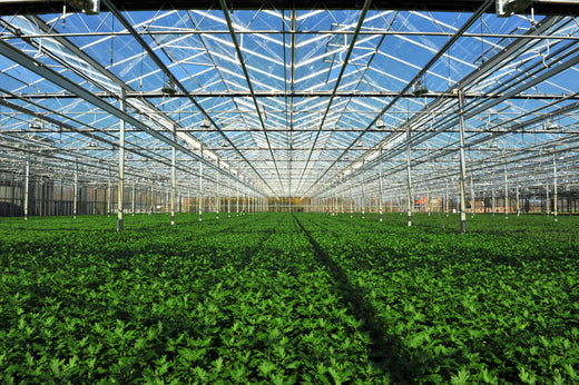 Growing Smarter: How LED Lighting is Revolutionizing Agricultural Facilities for Efficiency and Sustainability